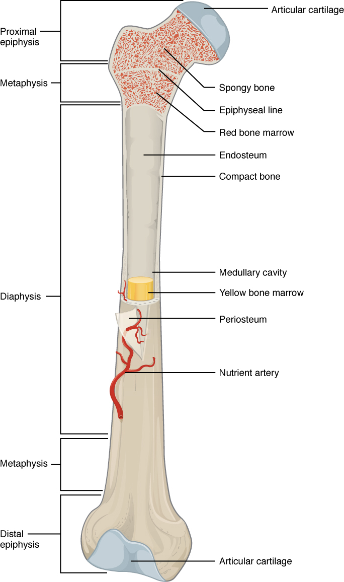 This illustration depicts an anterior view of the right femur, or thigh bone. The inferior end that connects to the knee is at the bottom of the diagram and the superior end that connects to the hip is at the top of the diagram. The bottom end of the bone contains a smaller lateral bulge and a larger medial bulge. A blue articular cartilage covers the inner half of each bulge as well as the small trench that runs between the bulges. This area of the inferior end of the bone is labeled the distal epiphysis. Above the distal epiphysis is the metaphysis, where the bone tapers from the wide epiphysis into the relatively thin shaft. The entire length of the shaft is the diaphysis. The superior half of the femur is cut away to show its internal contents. The bone is covered with an outer translucent sheet called the periosteum. At the midpoint of the diaphysis, a nutrient artery travels through the periosteum and into the inner layers of the bone. The periosteum surrounds a white cylinder of solid bone labeled compact bone. The cavity at the center of the compact bone is called the medullary cavity. The inner layer of the compact bone that lines the medullary cavity is called the endosteum. Within the diaphysis, the medullary cavity contains a cylinder of yellow bone marrow that is penetrated by the nutrient artery. The superior end of the femur is also connected to the diaphysis by a metaphysis. In this upper metaphysis, the bone gradually widens between the diaphysis and the proximal epiphysis. The proximal epiphysis of the femur is roughly hexagonal in shape. However, the upper right side of the hexagon has a large, protruding knob. The femur connects and rotates within the hip socket at this knob. The knob is covered with a blue colored articular cartilage. The internal anatomy of the upper metaphysis and proximal epiphysis are revealed. The medullary cavity in these regions is filled with the mesh like spongy bone. Red bone marrow occupies the many cavities within the spongy bone. There is a clear, white line separating the spongy bone of the upper metaphysis with that of the proximal epiphysis. This line is labeled the epiphyseal line.