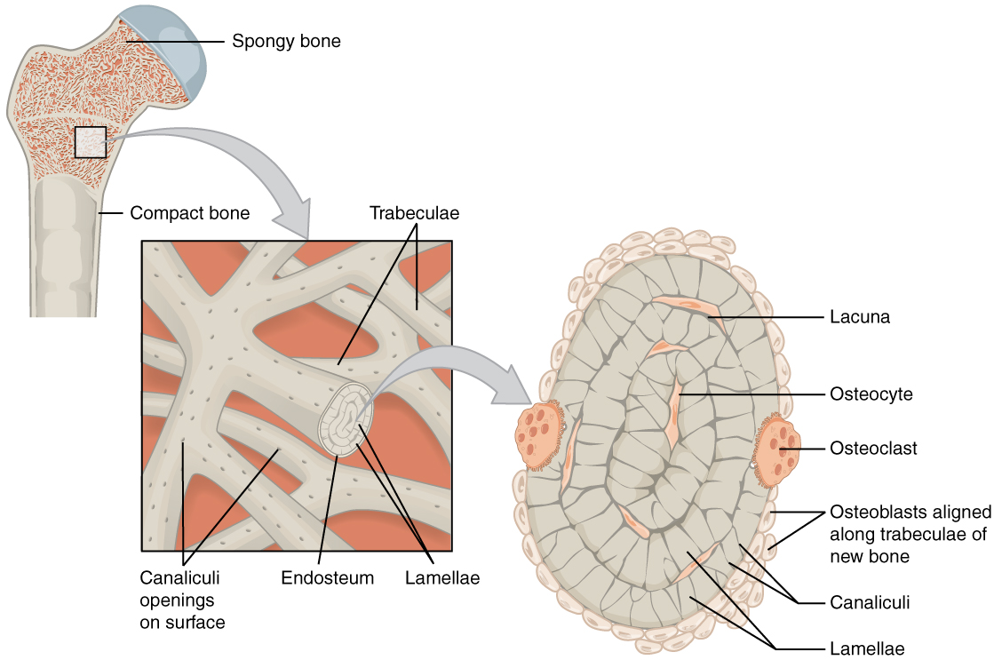 This illustration shows the spongy bone within the proximal epiphysis of the femur in two successively magnified images. The lower-magnification image shows two layers of crisscrossing trabeculae. The surface of each is dotted with small black holes which are the openings of the canaliculi. One of the trabeculae is in a cross section to show its internal layers. The outermost covering of the lamellae is called the endosteum. This endosteum surrounds several layers of concentric lamellae. The higher-magnification image shows the cross section of the trabeculae more clearly. Three concentric lamellae are shown in this view, each possessing perpendicular black lines. These lines are the canaliculi and are oriented on the round lamellae similar to the spokes of a wheel. In between the lamellae are small cavities called lacunae which house cells called osteocytes. In addition, two large osteoclasts are seated on the outer edge of the outermost lamellae. The outermost lamellae are also surrounded by groups of small, white, osteoblasts.