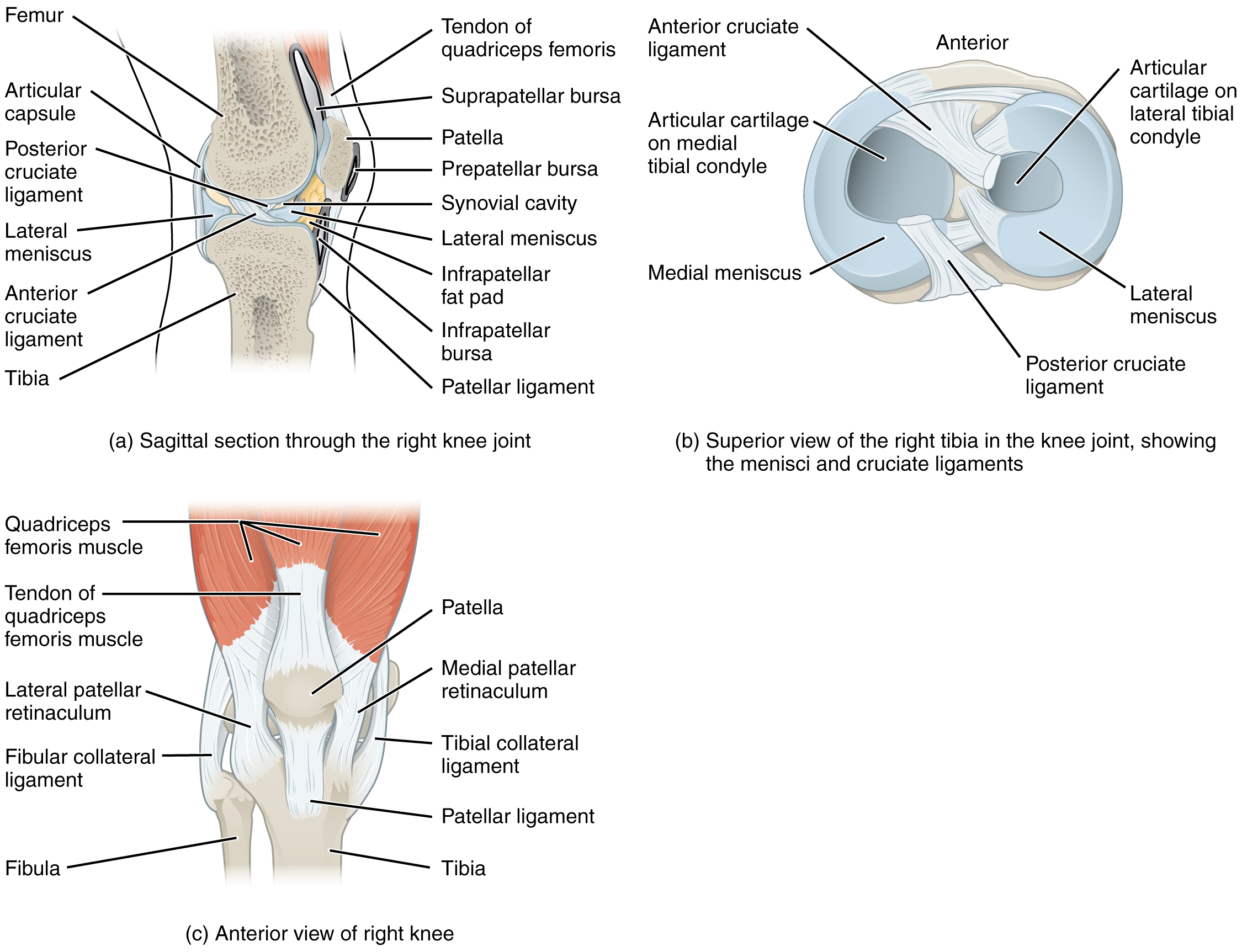 This image shows the different views of the knee joint. The top, left panel shows the sagittal view of the right knee joint. The top, left panel shows the superior view of the right tibia, identifying the ligaments. The bottom, right panel shows the anterior view of the right knee.