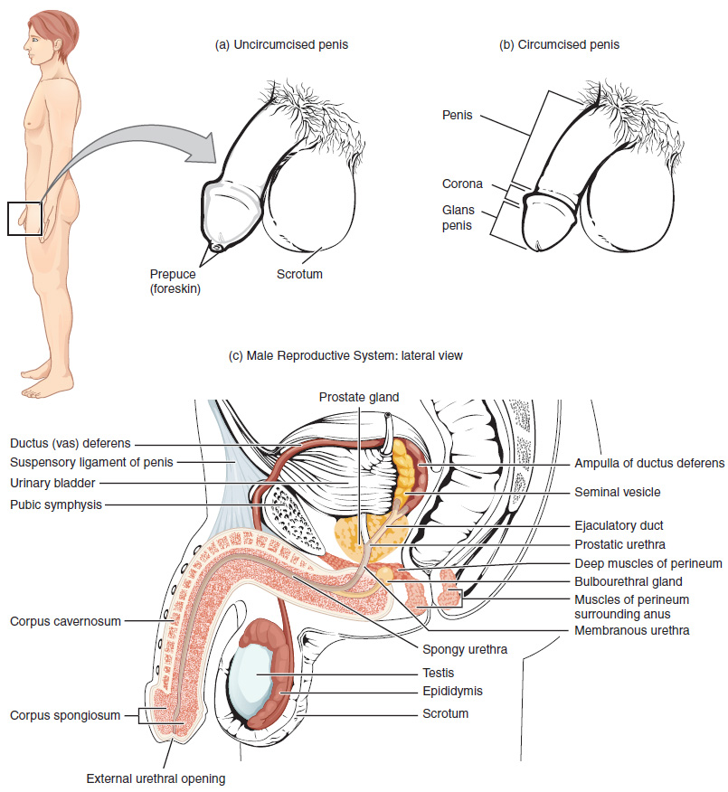 This figure shows the different organs in the male reproductive system. The top panel shows the side view of a man and an uncircumcised and a circumcised penis. The bottom panel shows the lateral view of the male reproductive system and the major parts are labeled.