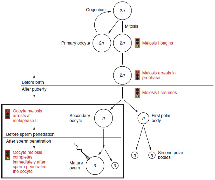 This flowchart shows the formation of oocytes in the female. The top half of the flowchart is before birth and the bottom half is after puberty. A callout to the left also shows the eggs before and after sperm penetration.