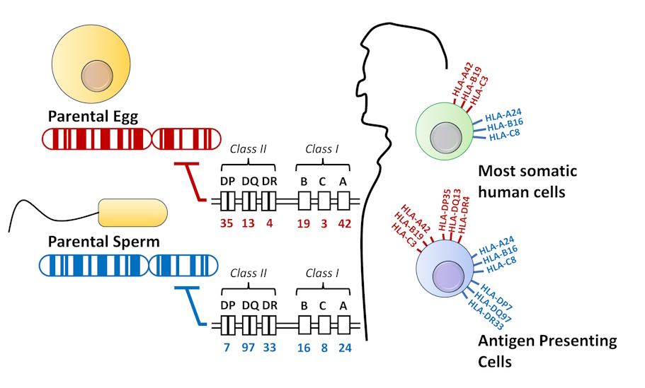 MHC Genetics. Image description available.