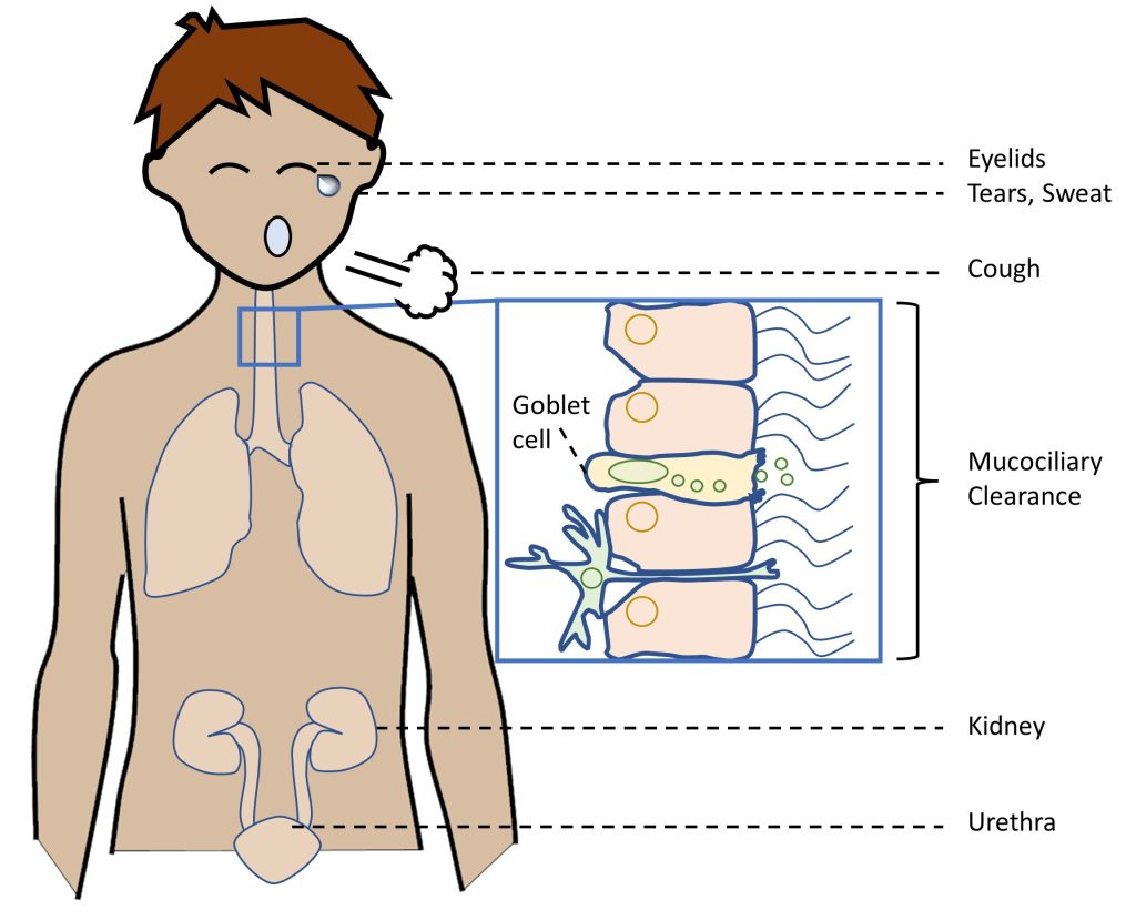 Chapter 2 Innate Immune Barriers and Components Basic Concepts in