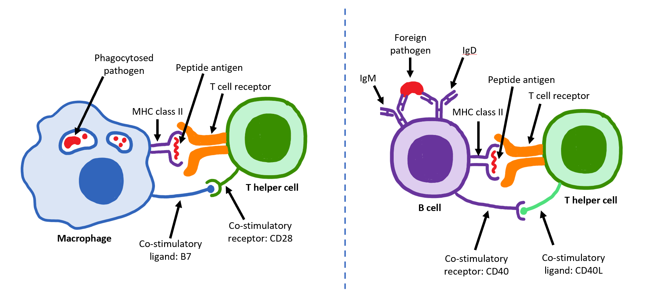 Cell Activation. Image description available.