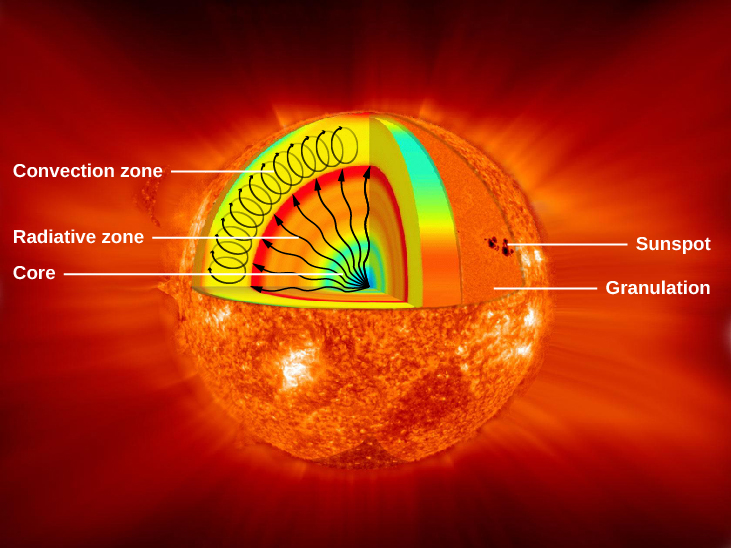 Interior Structure of the Sun. In this cutaway illustration of the Sun, a triangular wedge shaped portion has been removed from the upper half to expose the interior, with surface features shown in the lower half of the diagram. Interior features are labeled on the left hand side of the figure. In the interior, the core is labeled and drawn in blue. Next, the radiative zone is labeled and drawn as a gradient of color starting with yellow just outside the core, to orange and finally red marking the upper boundary. Several wavy arrows are drawn from the center of the core out to the red boundary of the radiative zone, representing the energy leaving the core and moving through the radiative zone. The convection zone is drawn as a thick yellow layer above the radiative zone. Oval arrows are drawn within the convection zone to indicate the vertical motion of the gas. Surface features are labeled on the right had side of the figure. Two surface features are labeled, granulation and a sunspot.