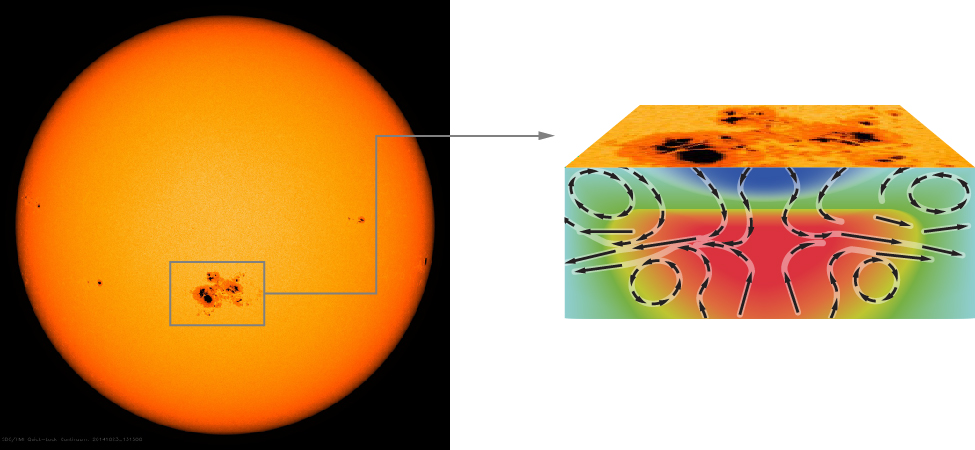 Structure of a Sunspot. The figure on the left is an image of the Sun is visible light. A box is drawn around a large sunspot complex below center, with an arrow drawn from the box toward the diagram on the right. The region bounded by the box is shown in profile on the right, illustrating what is occurring beneath the sunspot. The cooler gas of the sunspot is shown in blue at the top of the illustration. A plume of hot gas, shown in red, is rising and expanding upward toward the sunspot. Black arrows are drawn indicating the direction of flow of the material. The arrows point downward through the blue sunspot indicating that the cooler gas is sinking. Arrows point upward in the rising red plume. Where the arrows meet they move outward toward the right and left edges of the figure. Thus, as the rising plume meets the bottom of the sinking sunspot, the upward motion is blocked and the hot gas moves sideways away from the sunspot.