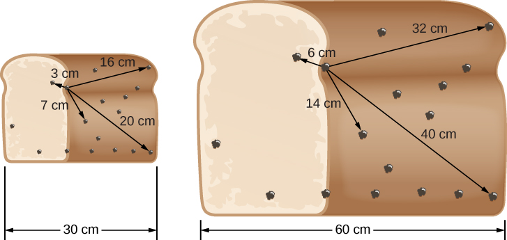 Expanding Raisin Bread. In this illustration, the loaf of raisin bread at left is 30 cm wide. Arrows are drawn from a “reference” raisin located to the left of center to four other raisins within the loaf, with distances indicated. Clockwise from upper left: 3 cm, 16 cm, 25 cm and 7 cm from the reference. At right, the loaf has expanded to 60 cm wide. The distances from the “reference” raisin have increased accordingly. Clockwise from upper left: 6 cm, 32 cm, 50 cm and 14 cm.