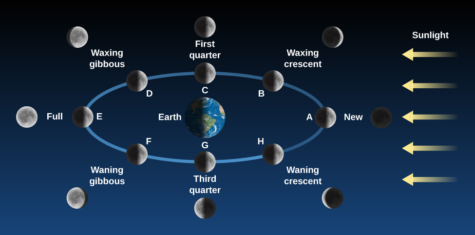 Labeled Phases Of The Moon