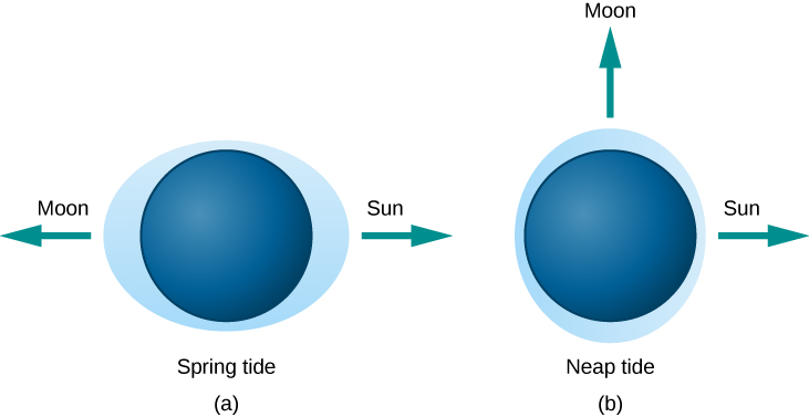 Tides Caused by Different Alignments of the Sun and Moon. In this illustration, the Earth is drawn as a dark blue disk within a light blue ellipse representing the oceans. In panel (a), at left and labeled “Spring tide”, the perimeter of the ellipse furthest from the Earth’s surface at the points “below” the Sun and Moon. The direction to the Moon is indicated with an arrow pointing left, and the Sun with an arrow pointing to the right. In panel (b), at right and labeled “Neap tide”, the perimeter of the ellipse comes closest to the Earth’s surface at the point “below” the Sun indicated with an arrow pointing right. The ellipse is furthest from the surface at the point below the Moon, indicated with an arrow pointing upward.