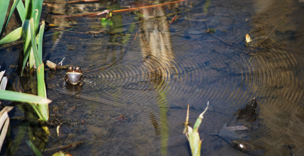 Photo of a frog sitting in a shallow pool of water. A concentric series of waves spreading out from the center where the frog’s song has impacted the water.