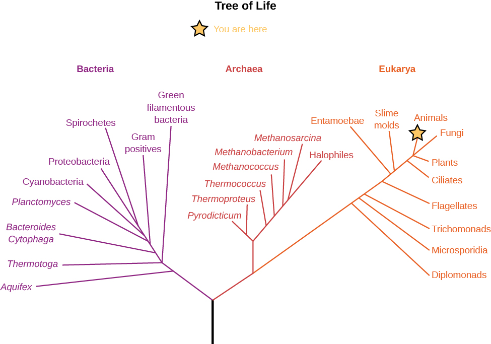 A line chart titled “Tree of Life”. The three is divided into three main branches, labeled “Bacteria”, “Archaea”, and “Eukarya”. Under the branch labeled “Bacteria” are a number of smaller branches labeled “Aquifex”, “Thermotoga”, “Bacteroides Cytophaga”, “Planctomyces”, “Cyanobacteria”, “Proteobacteria”, “Spirochetes”, “Gram positives”, and “Green filamentous bacteria”. Under the branch labeled “Archaea” are a number of smaller branches labeled “Pyrodicticum”, “Thermoproteus”, “Thermococcus”, “Methanococcus”, “Methanobacterium”, “Methanosarcina”, and “Halophiles”. Under the branch labeled “Eukarya” are a number of smaller branches labeled “Entamoebae”, “Slime molds”, “Dilpomonads”, “Microsporidia”, “Trichomonads”, “Flagellates”, “Ciliates”, “Plants”, “Fungi”, and “Animals”. The branch labeled “Animals” is marked with a star.