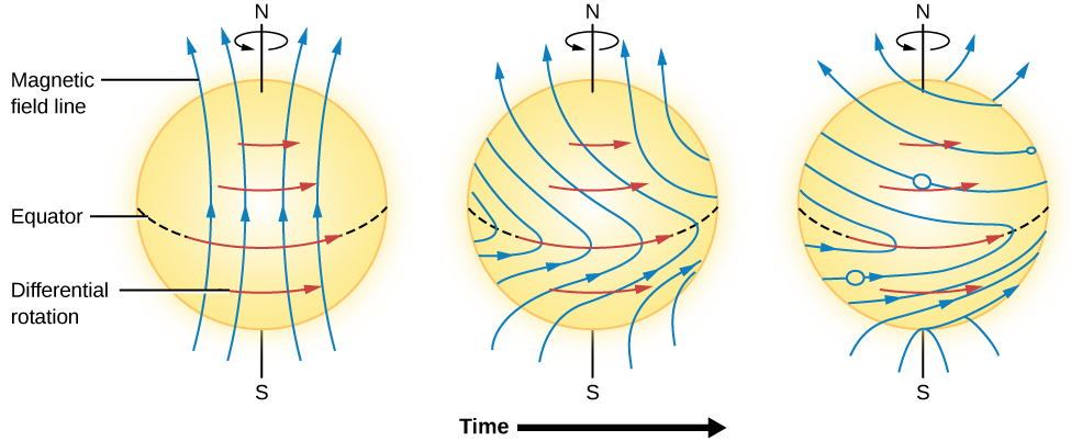 A figure illustrating how the magnetic field lines on the sun wind up. Three illustrations of the sun are shown from left to right. On the left, the magnetic lines stretch from the bottom to the top of the sun. Arrows point to the left indicating differential rotation. As time increases in the middle figure, the arrows representing the magnetic lines are pulled to the right at the sun’s equator. At right the lines have morphed into loops.