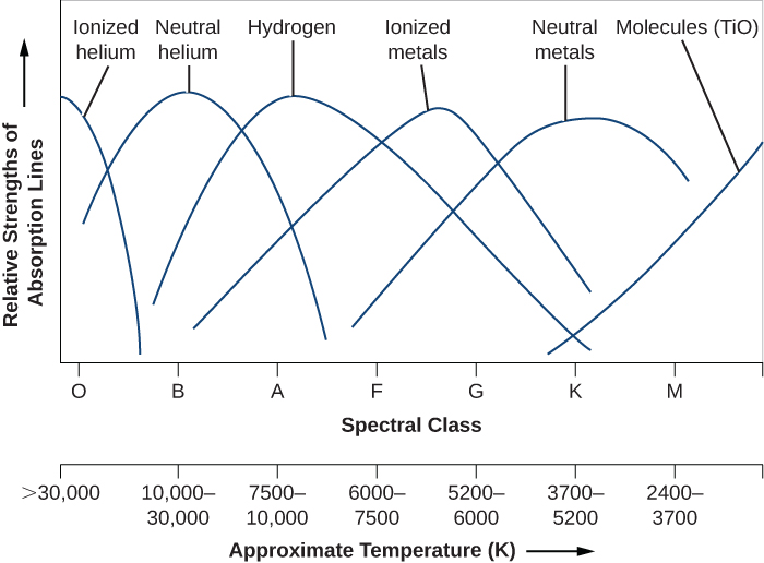 Graph showing the relative strength of absorption lines versus spectral class and temperature. The vertical axis plots the relative strength of lines in arbitrary units. The horizontal axis plots both spectral class and temperature in degrees Kelvin. The spectral classes start at O on the left, then B, A, F, G, K, and M on the right. The temperature scale starts at >30,000 at left, then 30,000-10,000, 10,000-7500, 7500-6000, 6000-5200, 5200-3700, and 3700-2400 on the right. Six curves are plotted, each peaking as follows (from left to right): ionized helium peaks at spectral type O, neutral helium peaks at B, hydrogen peaks at about A, ionized metals peak between F and G, neutral metals peak at K, and molecules peak beyond M at right.