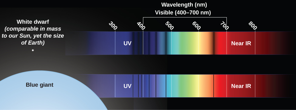 Illustration showing the difference between spectra of stars at the same temperature but different pressures. At top left is a small white dot representing a white dwarf star. To its right is its spectrum, with a wavelength scale in nanometers (nm) running from 300 nm on the left to 800 nm on the right. Crossing the white dwarf spectrum are very broad, fuzzy vertical black absorption lines, which remove a great deal of light from the band of color. At bottom left is shown the partial disk of a blue giant, vastly larger than the white dot representing the white dwarf. Its spectrum, shown to the same scale, has very narrow and very sharp vertical black absorption lines. The blue giant lines are much narrower than the broad, fuzzy lines of the white dwarf.