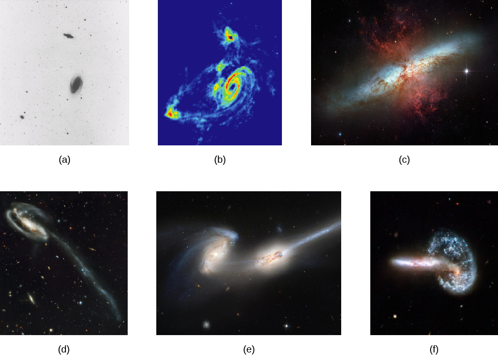 Gallery of Interacting Galaxies. Panels “a” and “b” show M82 (smaller galaxy at top) and M83 (spiral) seen in a black-and-white visible light image (a) and in radio waves given off by cold hydrogen gas (b). The hydrogen image shows the two galaxies wrapped in a common shroud of gas that is being stretched by the gravity of the two galaxies. Panel “c” presents a close-up view by HST showing some of the effects of this interaction on galaxy M82, including gas streaming outward (red tendrils), powered by supernovae. In panel “d” is galaxy UGC 10214 that has been disrupted by the passage of a smaller galaxy. The interloper’s gravity pulled out the long tidal tail, which is about 280,000 light years long, and triggered bursts of star formation seen as blue clumps along the tail. Galaxies NGC 4676 A and B in panel “e” are nicknamed “The Mice.” In this HST image, you can see the long narrow tails of stars pulled away from the galaxies by the interactions of the two spirals. Panel “f” shows Arp 148, a pair of galaxies that are caught in the act of merging to become one new galaxy. The two have already passed through each other once, causing a shockwave that reformed one into a bright blue ring of star formation.