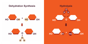 Figure 14. Dehydration synthesis and hydrolysis of a biological polymer.