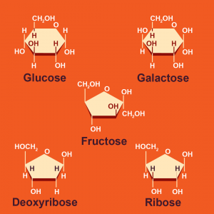 Figure 15: Chemical structures of monosaccharides, including glucose, fructose, galactose, ribose, and deoxyribose.