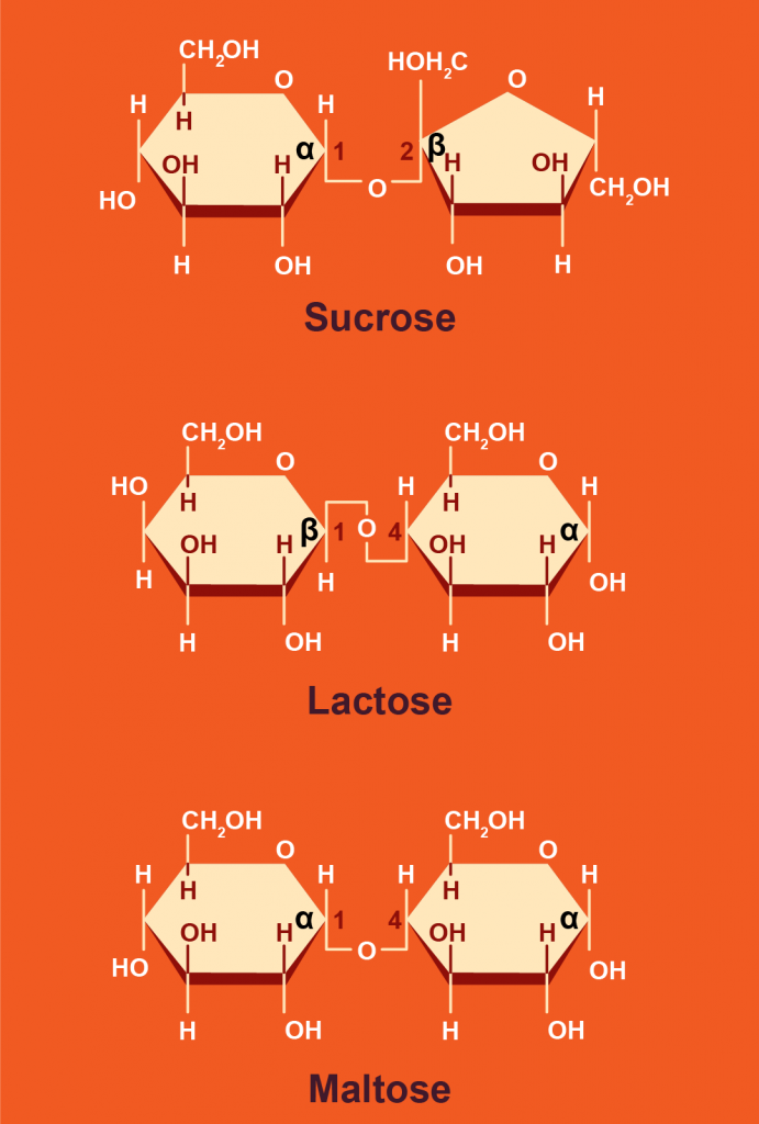 Carbohydrates Chemistry for Biology 1190 Students