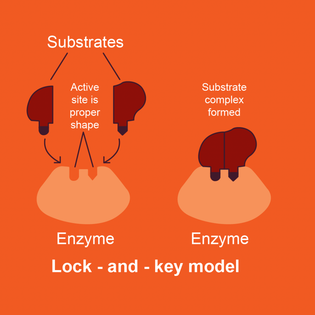 energy-and-energy-transformations-chemistry-for-biology-1190-students