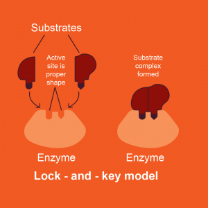 Figure 12: A. Enzyme-substrate interactions resemble a lock and key. B. Enzymes decrease the activation energy of chemical reactions to increase reaction rate.