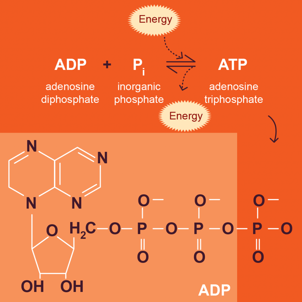 Adenosine Triphosphate (ATP) – Chemistry For Biology 1190 Students