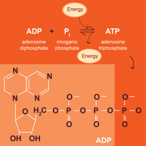 ATP (Adenosine triphosphate) 