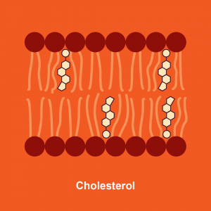 Figure 24. Chemical structure of cholesterol and cholesterol in a lipid bilayer.