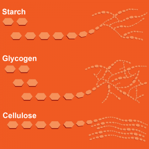Figure 17. Chemical structures of starch, cellulose, glycogen.