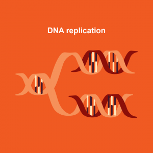 Figure 20. The DNA double helix and semi-conservative DNA replication.