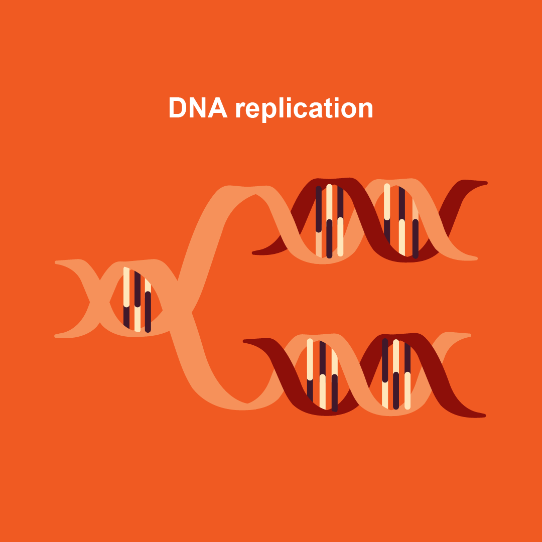 Nucleic Acids – Chemistry for Biology 1190 Students