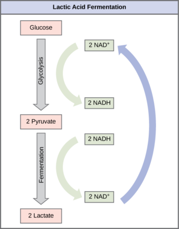 4.4 Fermentation – Concepts of Biology – H5P