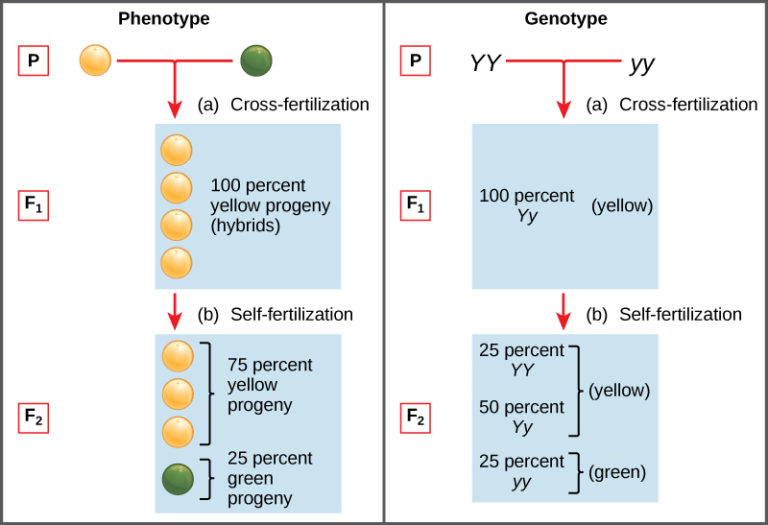 8.2 Laws Of Inheritance – Concepts Of Biology – H5P