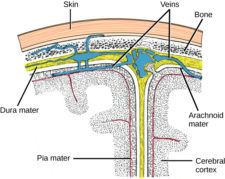 16.3 The Central Nervous System – Concepts of Biology – H5P