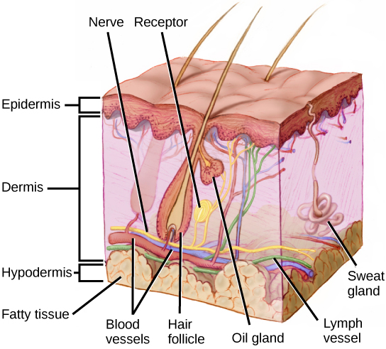 17.2 Somatosensation – Concepts of Biology – H5P