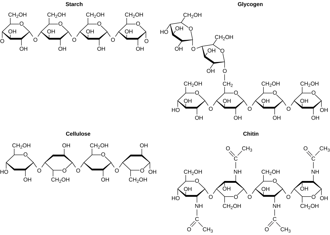 2.3 Biological Molecules – Concepts Of Biology – H5p