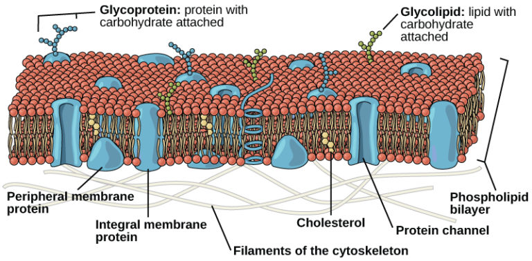 3.4 The Cell Membrane – Concepts of Biology – H5P