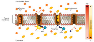 3.6 Active Transport – Concepts of Biology – H5P