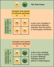 8.2 Laws of Inheritance – Concepts of Biology – H5P