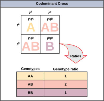 8.3 Extensions of the Laws of Inheritance – Concepts of Biology – H5P