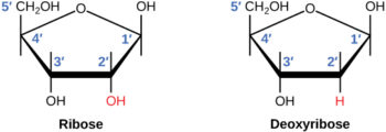 9.1 The Structure Of Dna – Concepts Of Biology – H5p