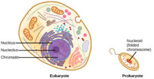 9.1 The Structure of DNA – Concepts of Biology – H5P