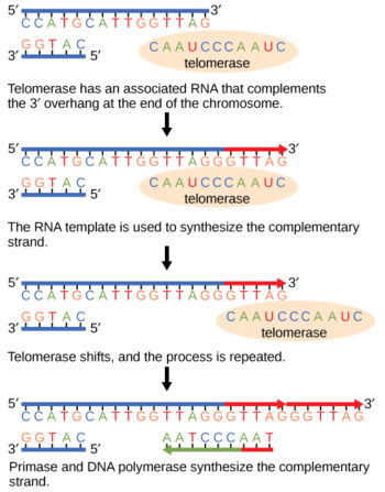 9.2 DNA Replication – Concepts of Biology – H5P