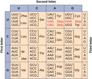 9.4 Translation – Concepts of Biology – H5P