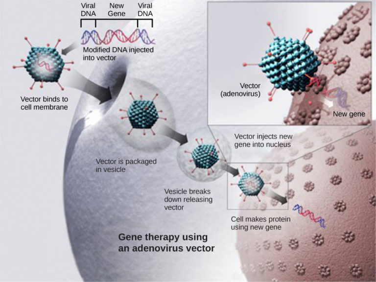 10.2 Biotechnology in Medicine and Agriculture – Concepts of Biology – H5P