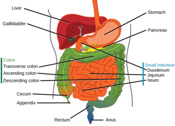 11.2 Digestive System – Concepts Of Biology – H5p