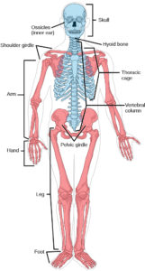 11.5 Musculoskeletal System – Concepts of Biology – H5P