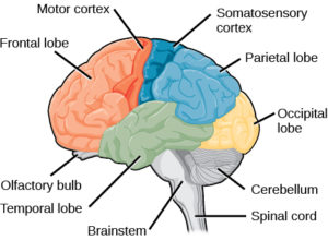 11.6 Nervous System – Concepts of Biology – H5P