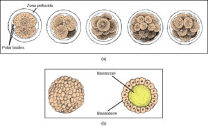 13.2 Development and Organogenesis – Concepts of Biology – H5P