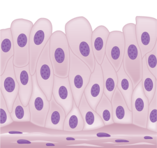 14.2 Animal Primary Tissues – Concepts of Biology – H5P