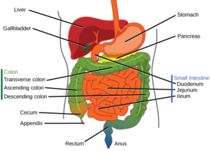 15.1 Digestive Systems – Concepts of Biology – H5P